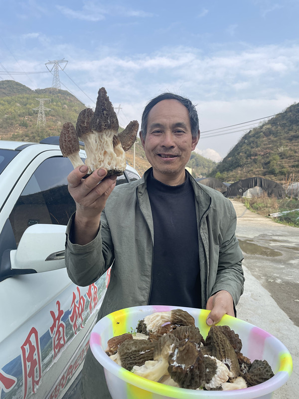羊肚菌